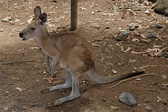 0087 Cairns Tropical Zoo